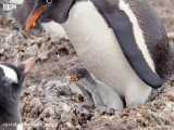 شکار جوجه پنگوئن توسط مرغ ماهی خوار