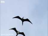 حیات وحش دیدنی: پرندگان دریایی در هوا برای ماهی می جنگند (حتما ببینید)