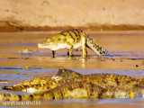 حیات وحش فوق العاده: صحنه های دیدنی از شکار تمساح توسط شیرها (حتما ببینید)