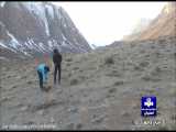 نذر 5 هزار پیازچه موسیر در طبیعت کوهستانی دالانکوه