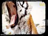 مستند - هفتاد و دو جانور خطرناک آسیا - قسمت 9