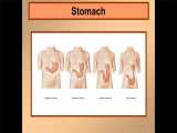 Stomach anatomy education 