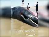 مرگ نهنگ غول  پیکر در بندر دیلم