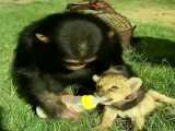 شیر دادن شامپانزه به توله شیر !!!