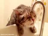 گربه ها | ترسناک ترین و خنده دار ترین اتفاقات ممکن برای گربه های خانگی 7 HD