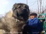 بزرگ ترین سگ دنیا عجایب