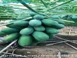 تعجب از میوه های خوشمزه