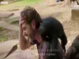 تصاویری از بازی کردن شامپانزه ها با آب و کف صابون