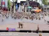 حمله هزاران میمون گرسنه برای یک تکه غذا در تایلند