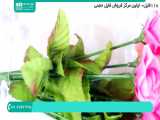 آموزش شمع سازی | آموزش ساخت شمع ( چگونگی ساخت شمع روی آب )