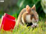 همستر وحشی در حیاط پشتی جشن میگیرد - Wild Hamster Has A Graveyard Feast