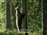بازی و آموزش توله خرس های قهوه ای در جنگل - Baby brown bears are Seriously Cute