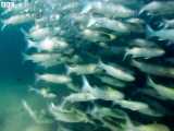پارتی کوسه های سیاه و پلیکان ها با مهاجرت ماهی ها - Sharks and Pelicans Feast