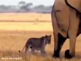 حیات وحش، از حمله کروکودیل برای شکار تا سواری گرفتن شیر از فیل