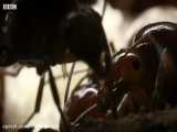 قتل ملکه توسط مورچه های خونخوار
