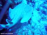 سپرماهی برقی پلنگی: Torpedo panthera