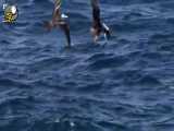 پرندگان دریایی در هوا برای ماهی می جنگند
