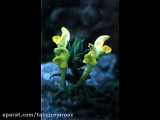 عینالی گوللری - گل های کوه عینالی