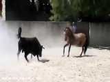 تقابل اسب عرب و گاو نر