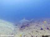 گاو کوسه: Carcharhinus leucas