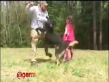 حرکت فوق العاده سگ ژرمن شیپرد