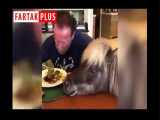 ویدئوی بی‌نظیر از آرنولد و اسب و الاغش در قرنطینه کرونایی! 
