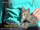 عمليات بسیار گریه آور و دیدنی نجات بچه گربه خوشگل افتاده در چاه ده متري آب HD