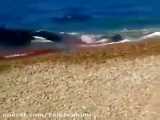 حمله وحشتناک نهنگ قاتل توی ساحل