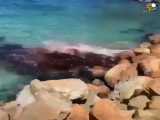 خود کشی دلفین در ساحل