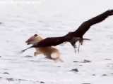 شکار روباه با عقاب تعلیم دیده