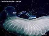 عجیب ترین موجودات در دل اقیانوس