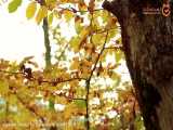 پاییز هزار رنگ در النگدره گرگان