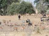 حیات وحش آفریقا، تجمع حیوانات در کنار آبشخور در ساعات مختلف روز