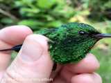 رنگ آمیزی فوق العاده پرنده ی کوچولو - زیبایی های خلقت
