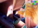 جوجه‌های خنده دار با بازیگوش پرندگان