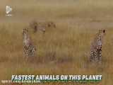 سریع ترین حیوانات دنیا