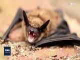 از دلایل تفاوت نرخ مرگ‌ومیر کرونا تا بررسی رفتار اجتماعی خفاش‌ها 