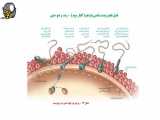 فصل هفتم زیست شناسی یازدهم ( گفتار سوم) - رشد و نمو جنین - مدرس محمد ماهفروزی