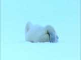 بازیگوشی خرس قطبی ماده