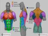 ✅ آموزش طراحی  بدن و اندام بدنسازی (سیکس پک) مردانه 