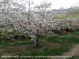 شکوفه های گیلاس (باغات روستا سه چشمه)