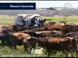 اگر میخواهید بزرگترین گاو جهان راببینید این ویدیو را باز کنید