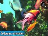 ماهی خوک‌پوزه دم‌چنگی: Bodianus anthioides