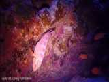 ماهی هامور شش‌لکه: Cephalopholis sexmaculata