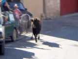 حمله وحشیانه گاو وحشی به ماشین در اسپانیا