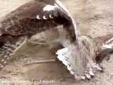 شکار کردن عقاب تیز چنگال