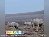 خرامیدن روباه های قطبی با بچه هاش