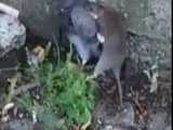 شکار عجیب کبوتر توسط موش !!