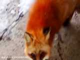 دهكده روباه هاي قرمز در ژاپن