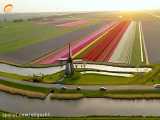 سفر مجازی به هلند پایتخت گل های لاله جهان